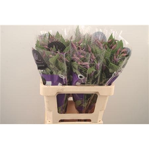 Clematis Blue Pirouette