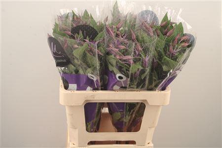 <h4>Clematis Blue Pirouette</h4>