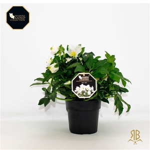 Helleborus HGC Joël XXL P15