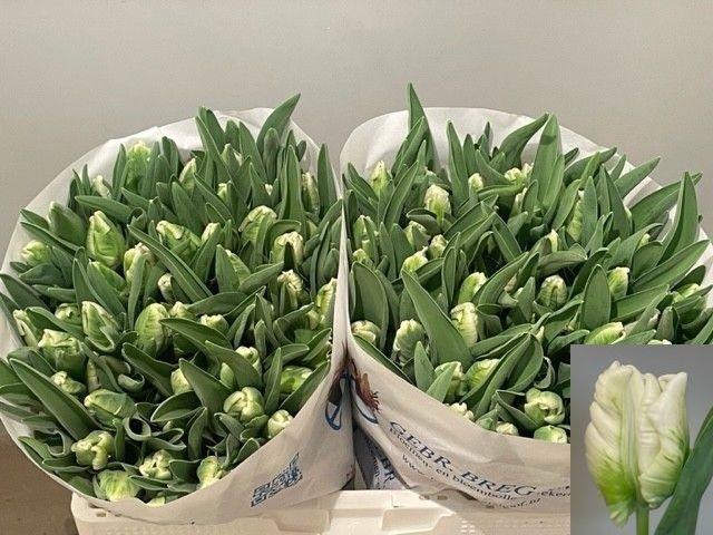 <h4>Tu Pa Super Parrot</h4>