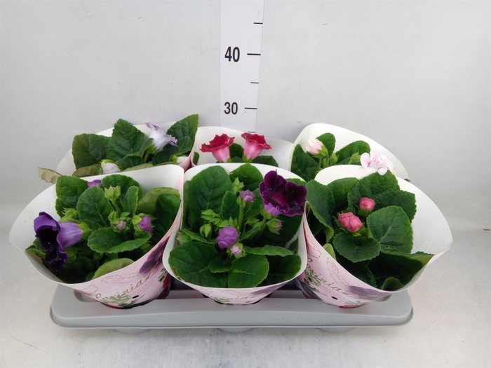 <h4>Sinningia   ...mix</h4>