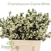 Chamelaucium Casino White