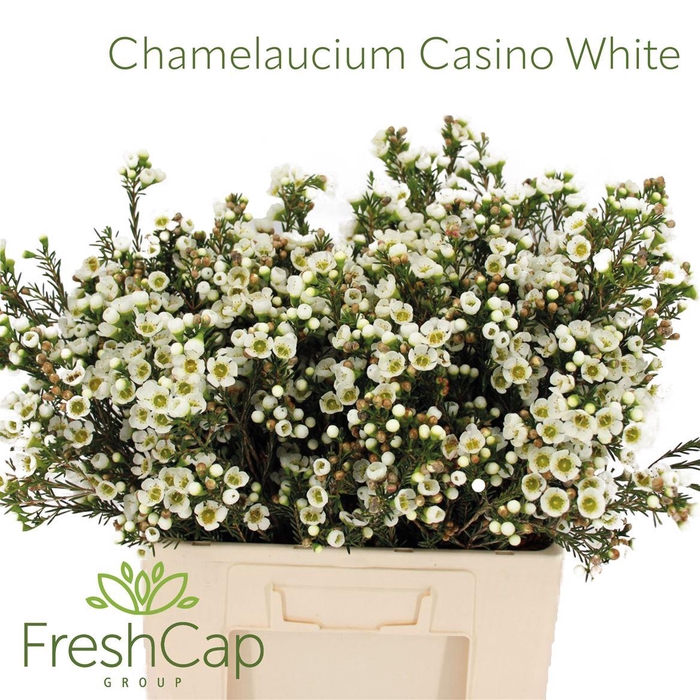 <h4>Chamelaucium Casino White</h4>