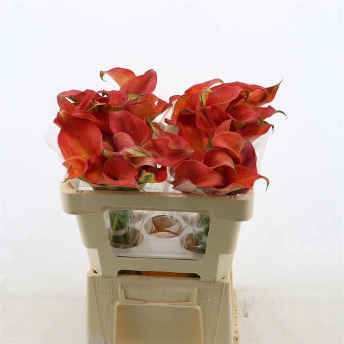 Calla Orange Pride | Dubbelbloemig