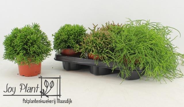 <h4>RHIPSALIS GEM</h4>