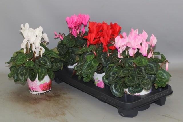 <h4>CYCL GR SUP XL</h4>