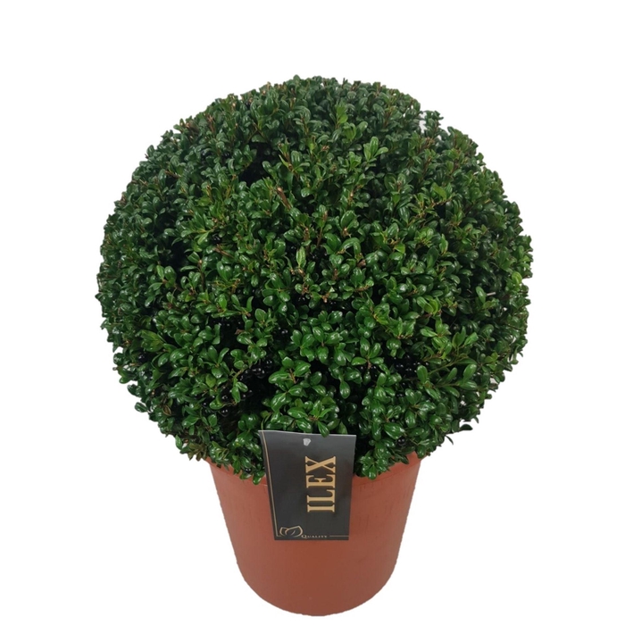 <h4>Ilex crenata Convexa</h4>
