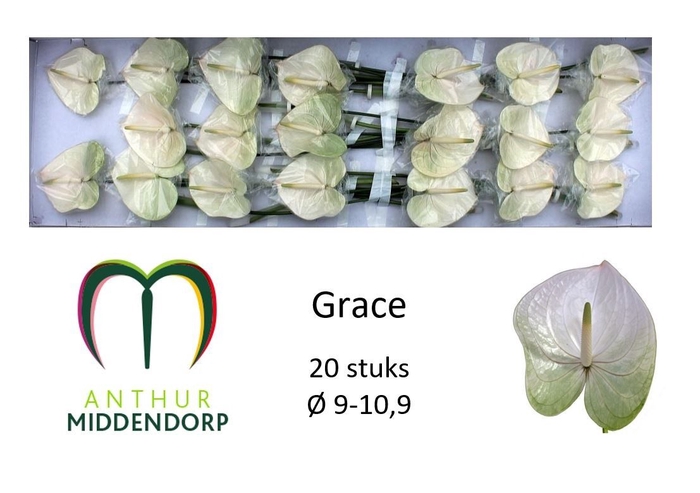 <h4>ANTH A GRACE</h4>