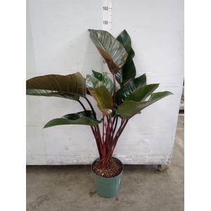 Philodendron  'Red Beauty'