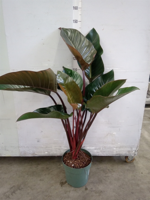 <h4>Philodendron  'Red Beauty'</h4>