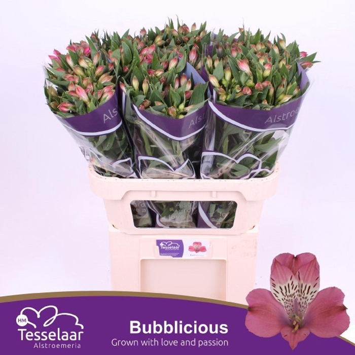 <h4>Alstr Bubblicious</h4>
