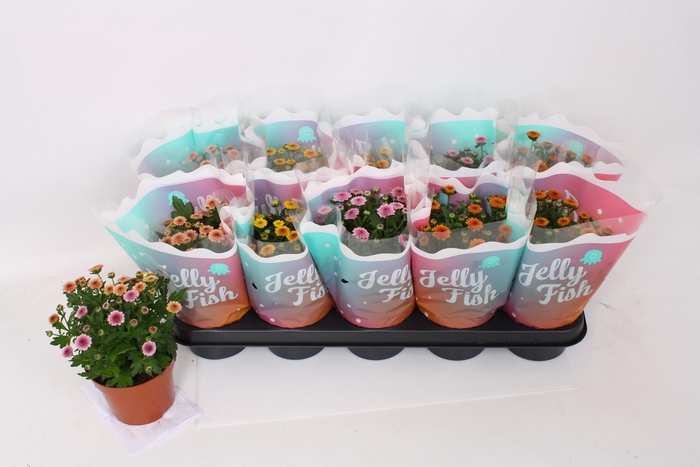 <h4>CHRYS JELLYFI GEM</h4>