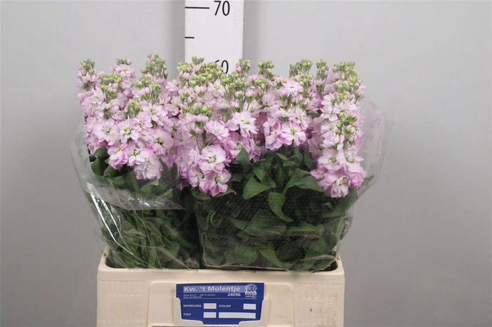 <h4>Matth Figaro Rose</h4>
