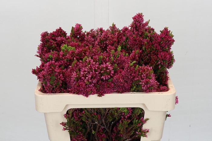 <h4>Cape Green Erica Pink</h4>