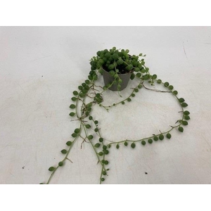 SENECIO ROWLEYANUS MET CUP