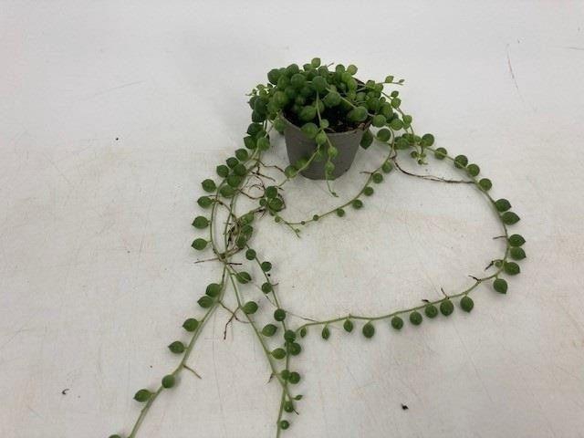 <h4>SENECIO ROWLEYANUS MET CUP</h4>