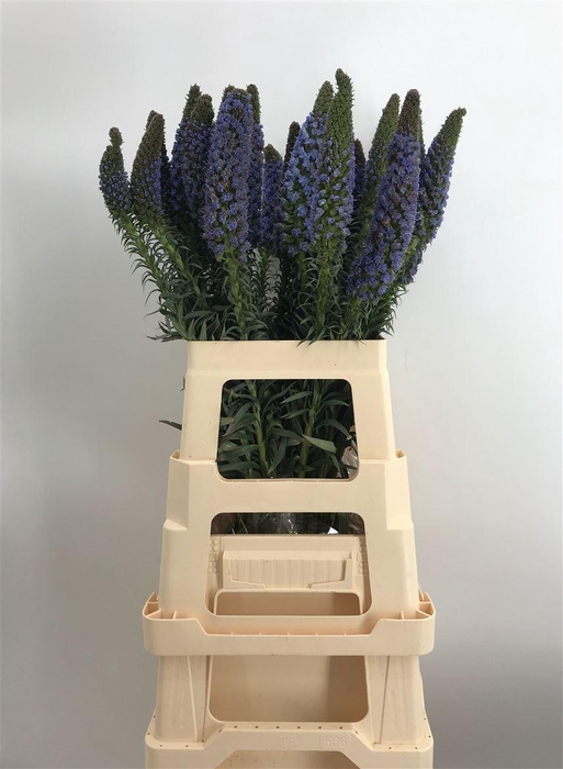 <h4>ECHIUM WEBBII</h4>