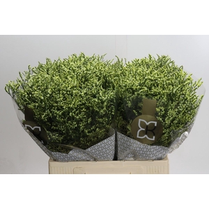 Limonium China Lemon