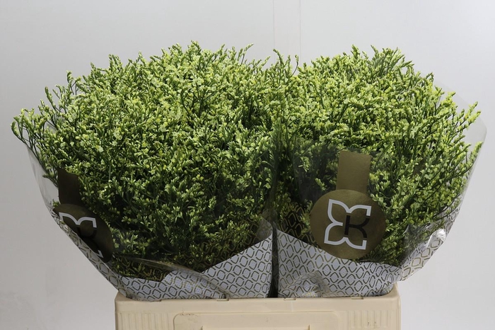 Limonium China Lemon