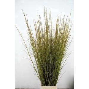 Cornus sericea 'Flaviramea'