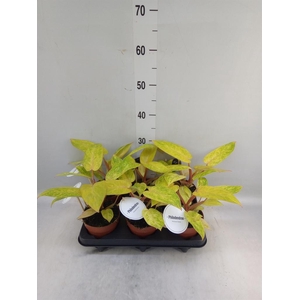 Philodendron   ...