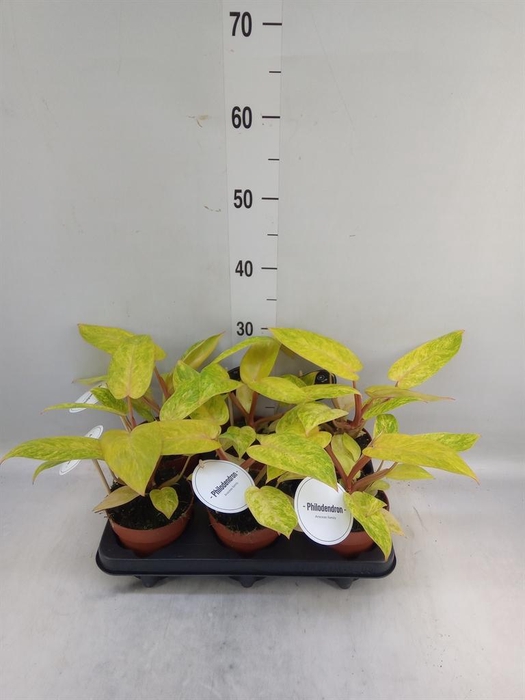 <h4>Philodendron ...</h4>