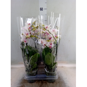Phalaenopsis  'Neisse'