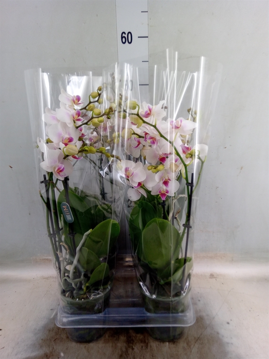 <h4>Phalaenopsis  'Neisse'</h4>