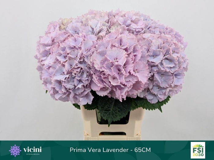 <h4>HYDR M MY PRIMAVERA</h4>