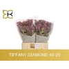 Lim Sin Tiffany Diamond