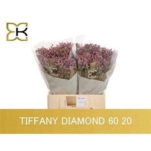 Lim Sin Tiffany Diamond