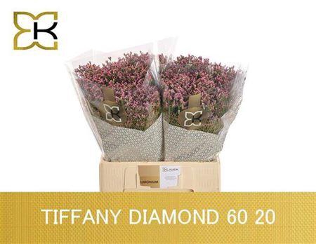 <h4>Lim Sin Tiffany Diamond</h4>