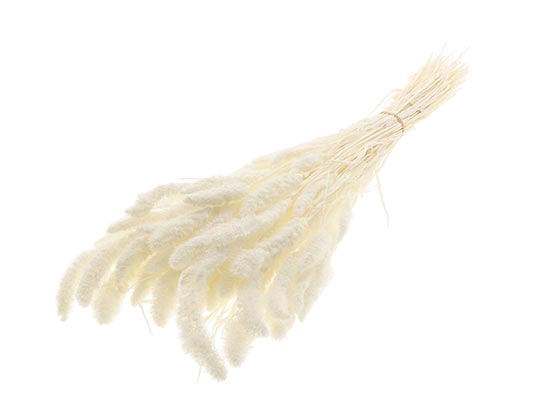 Bunch Setaria Slv L75 150g