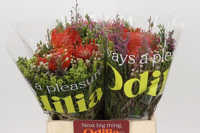 <h4>BQ Nutans 3 Flower</h4>