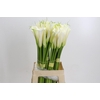 Zantedeschia Eydolls White