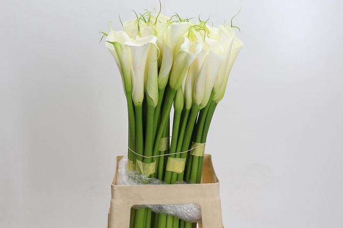 Zantedeschia Eydolls White