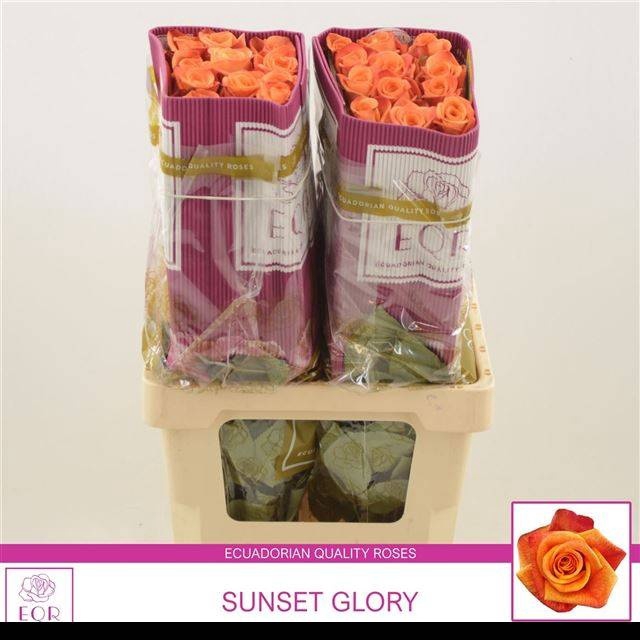 <h4>R GR SUNSET+</h4>