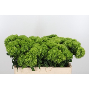 Diantus Barb Green Wicky