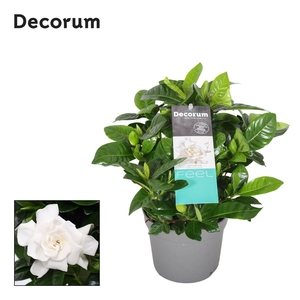 Gardenia Jasminoides