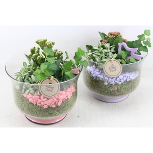 arr2 PL - Glas rio 999/6 - roze/lila