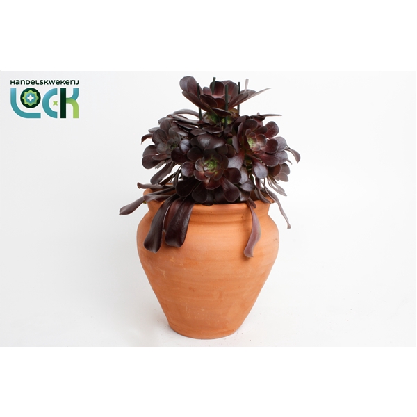 <h4>Aeonium Arboreum in kruik</h4>
