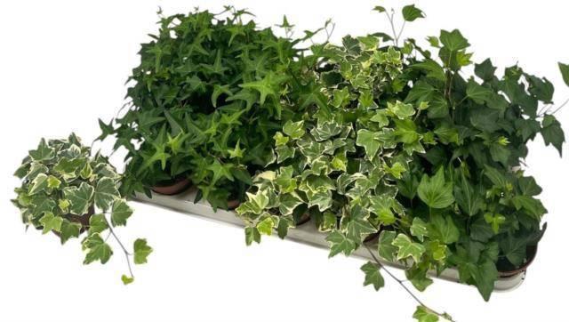 <h4>HED HE GEM 3 SRT</h4>