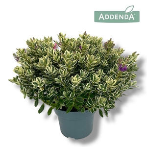 Hebe  'Katrina'
