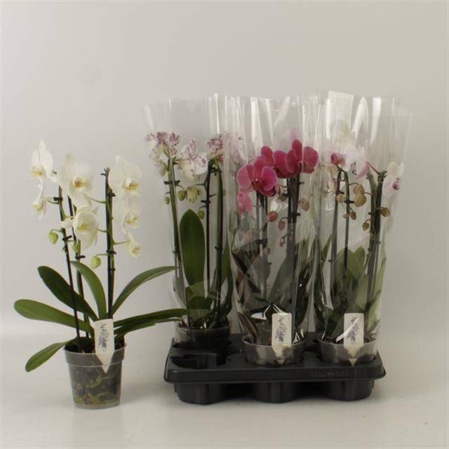 <h4>PHAL EL CASCADE</h4>