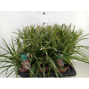 Carex morrowii 'Ice Dance'