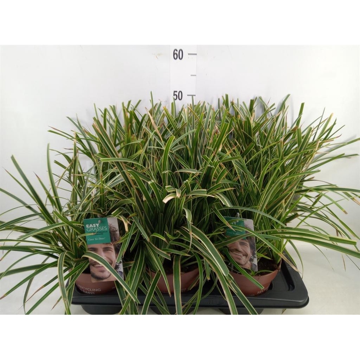 <h4>Carex morrowii 'Ice Dance'</h4>