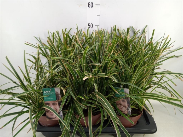 Carex morrowii 'Ice Dance'