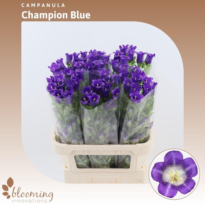 <h4>Campanula Champion Blue</h4>
