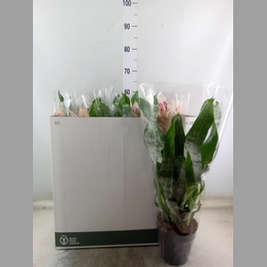 Aechmea fasciata 'Prontoo'