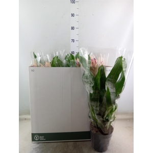 Aechmea fasciata 'Prontoo'